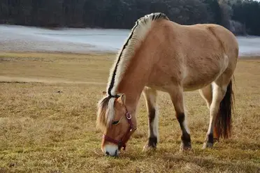 Top 5 Des Particularites De Chevaux Trop Mignonnes Contre Galop