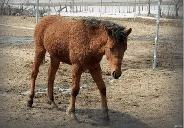 Top 5 Des Particularites De Chevaux Trop Mignonnes Contre Galop