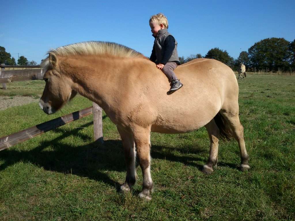 bébé cavalier