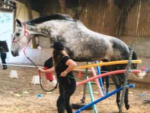 désensibilisation du cheval