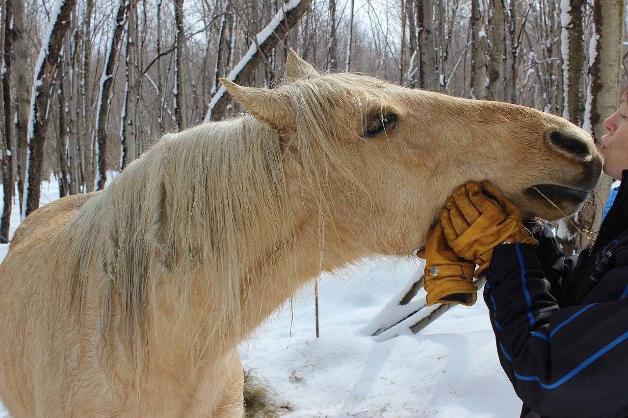 Première fois à cheval addiction