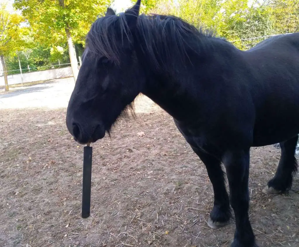 cheval mange du plastique