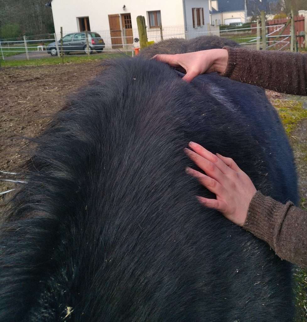 massages épaule poney