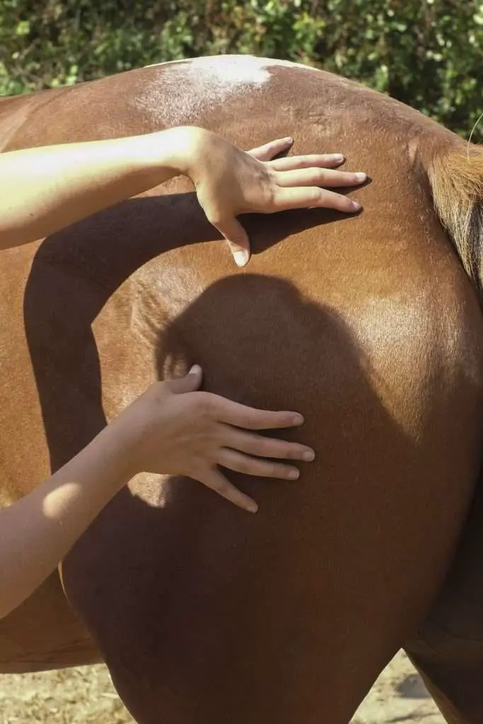 massages equin pichot