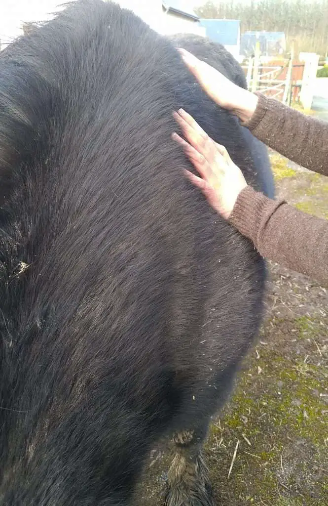 massages poney épaule