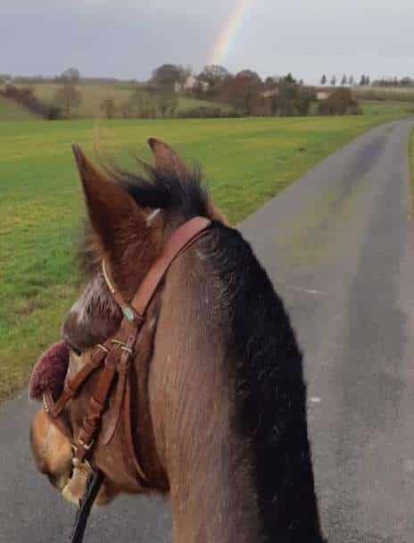 pli cheval