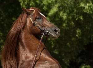 Cheval au cabrer