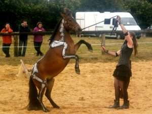 Spectacle équestre cabrer