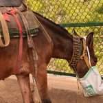 Elytholab, laboratoire spécialisé dans les compléments alimentaires pour chevaux