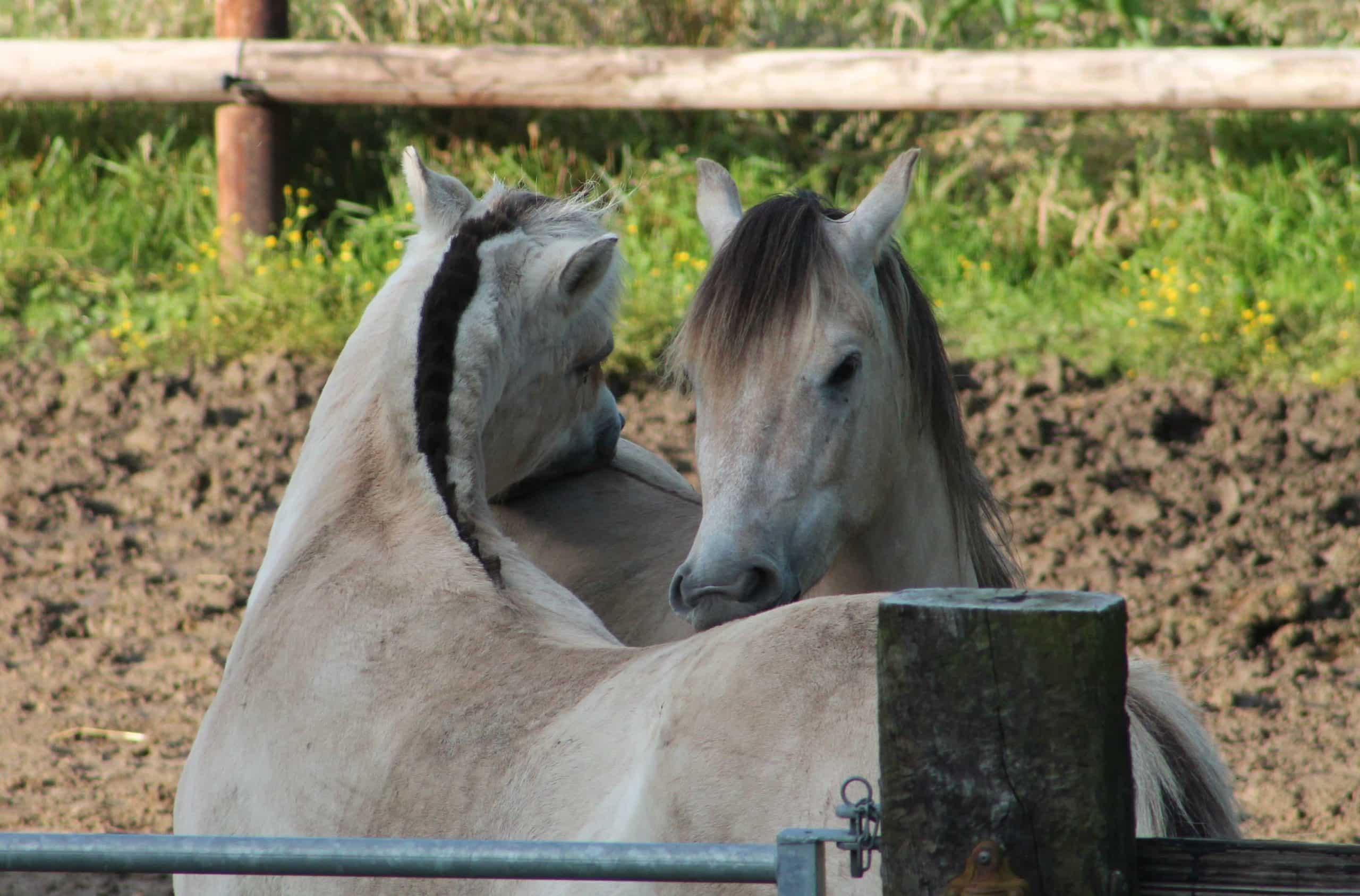chevaux amour