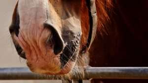 coup de soleil cheval