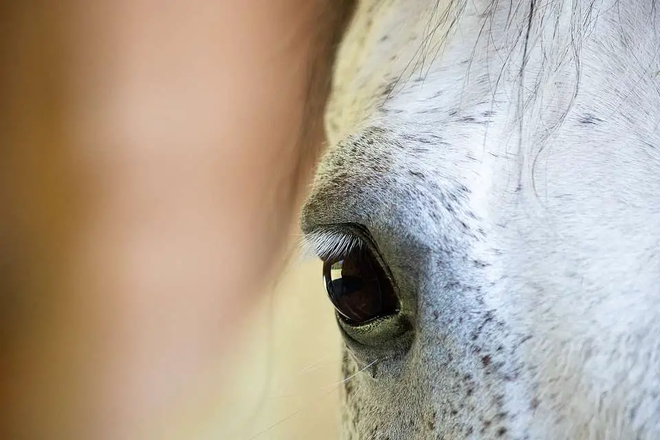 monde sensoriel du cheval
