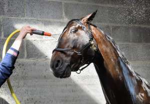 cheval à la douche