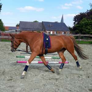 enrênements équitation