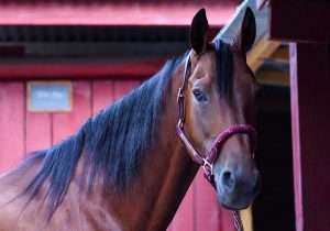 ventes de chevaux