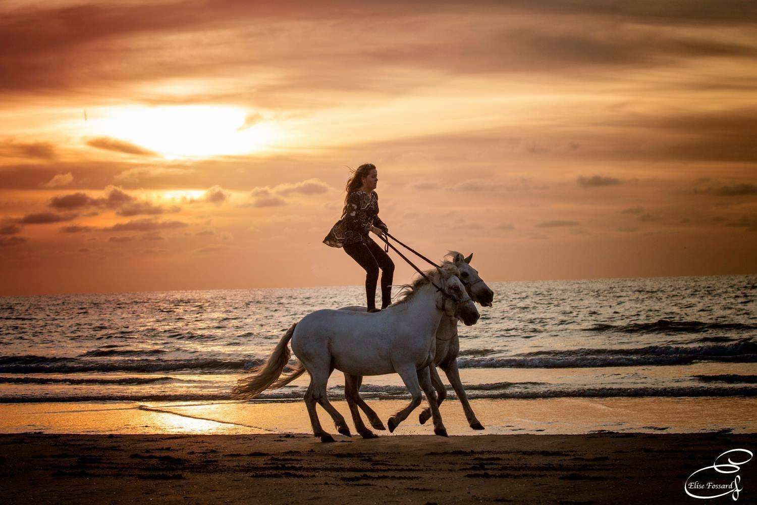 chevaux plage sunset