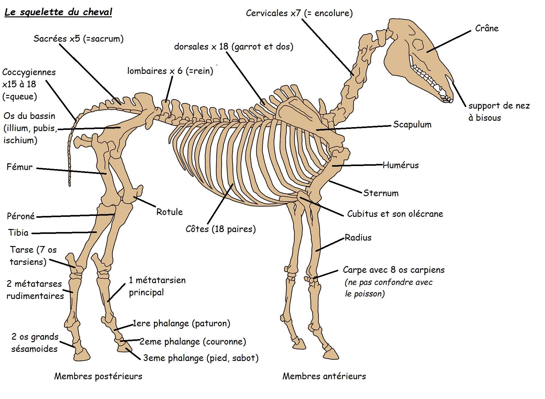 squelette cheval