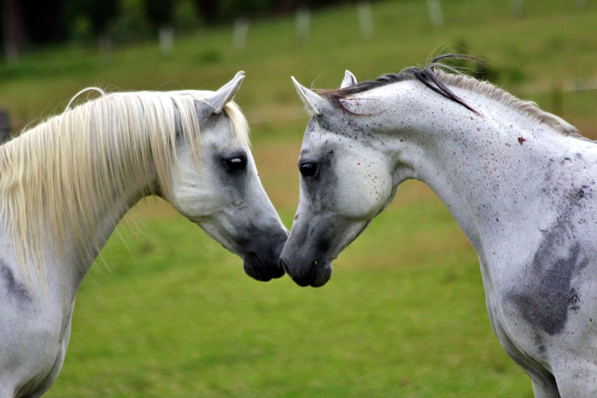 chevaux conversation coronavirus