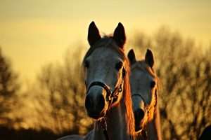 chevaux tete coronavirus