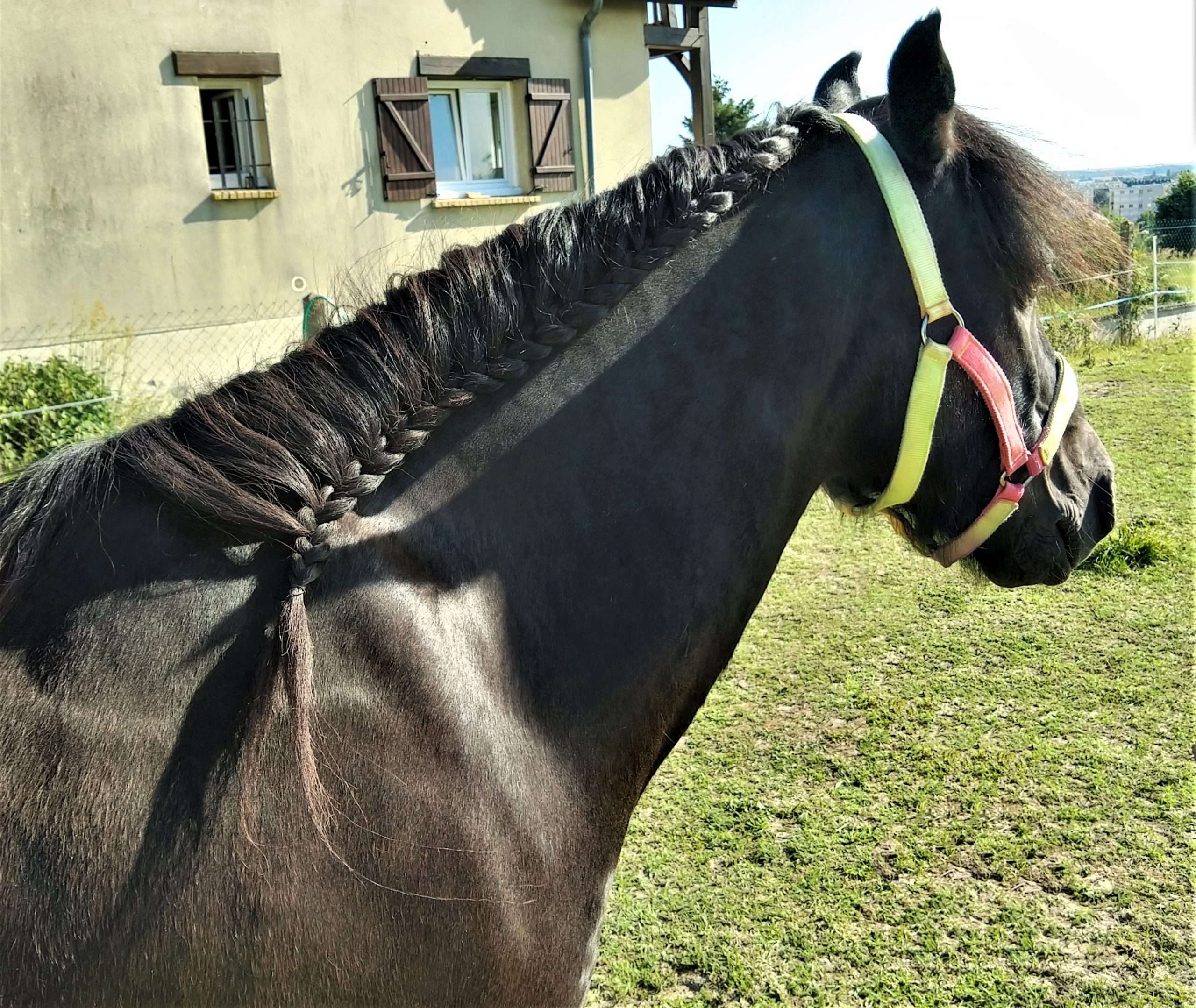poney noir fell tresse criniere étalon
