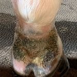 Gale de boue chez le cheval : symptômes, traitement et prévention