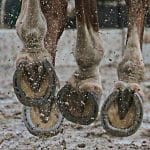 Comment éviter la boue dans les paddocks et les zones de passage des chevaux ?